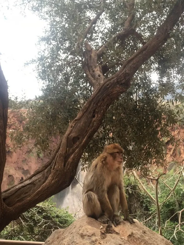A Barbary macaque sitting on a branch above the Ouzoud falls